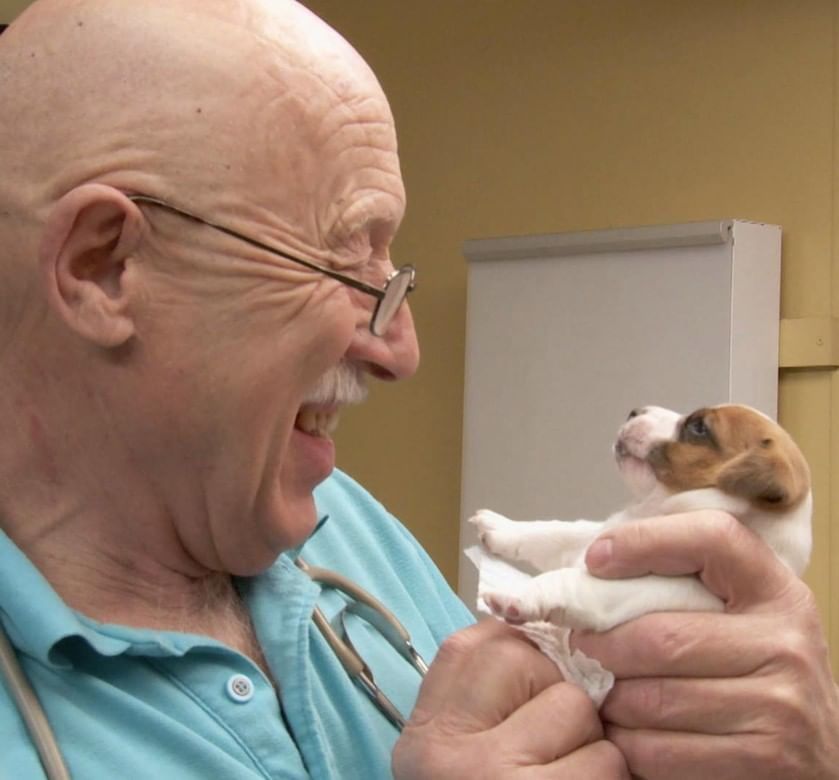 Dr. Pol see animal